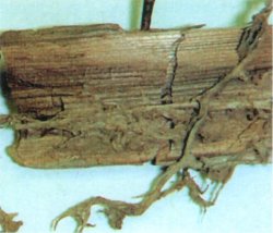 holzschutz3